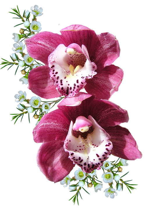 Orchid Png 550 X 720