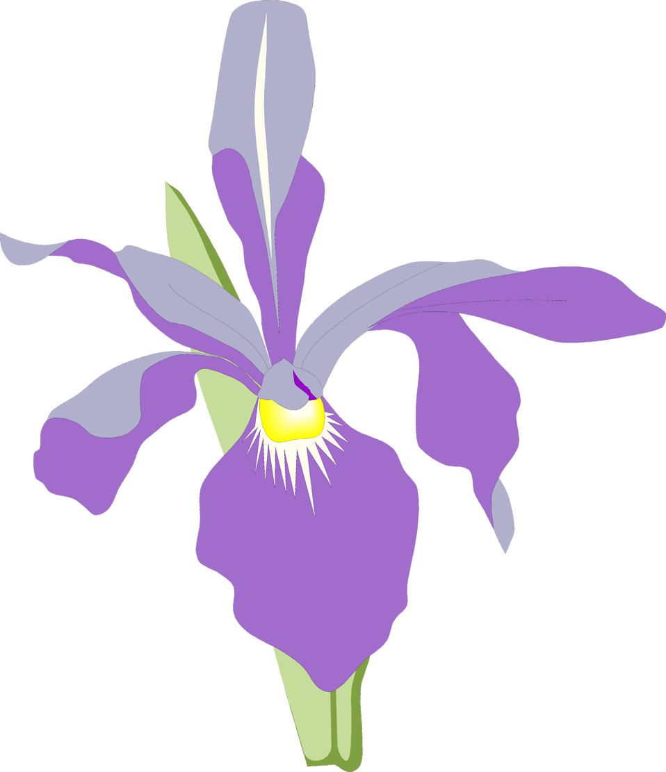 A Purple Flower With Yellow Center