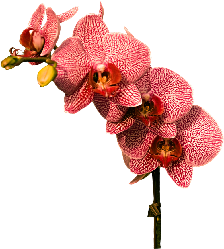 A Close Up Of A Flower