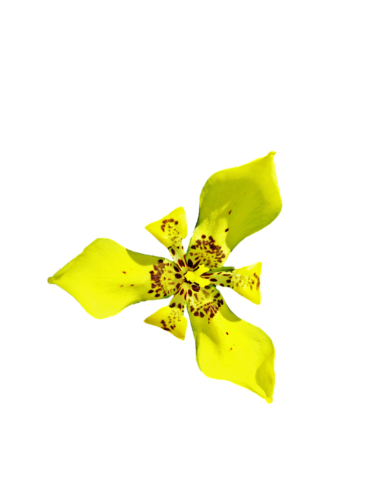 A Yellow Flower With Brown Spots