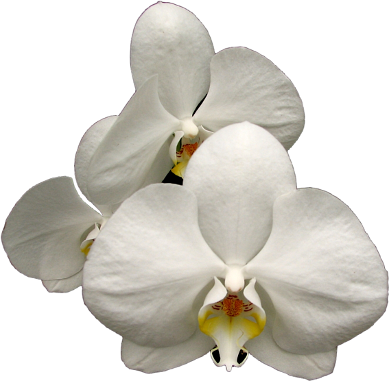 A Group Of White Flowers