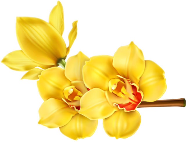 A Yellow Flowers On A Branch