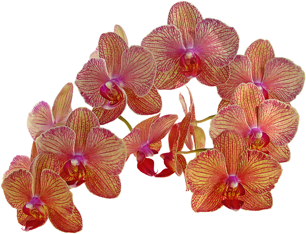 A Group Of Orange And Yellow Flowers