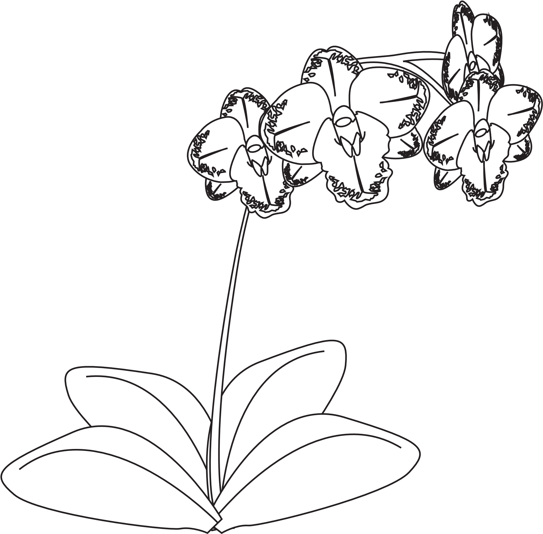A White Line Drawing Of A Flower