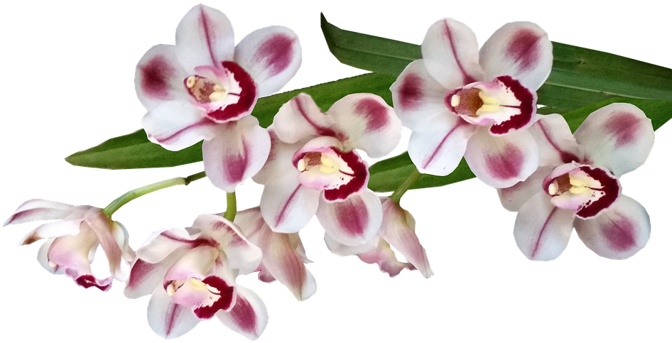 A Group Of White And Pink Flowers