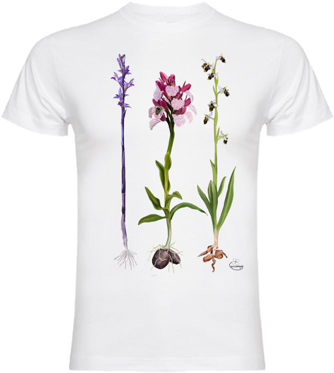 Orquídeas - Hyacinth, Hd Png Download