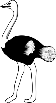 A White Skeleton With Black Background