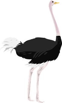 A Black And White Ostrich With Long White Beak