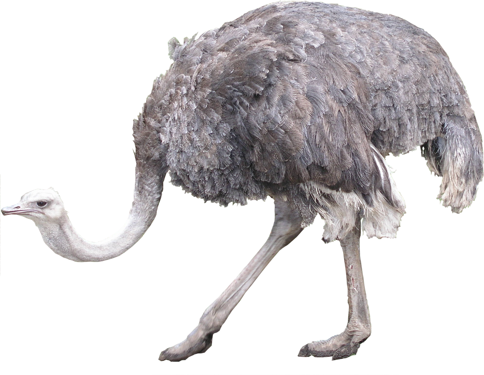 A Close Up Of An Ostrich