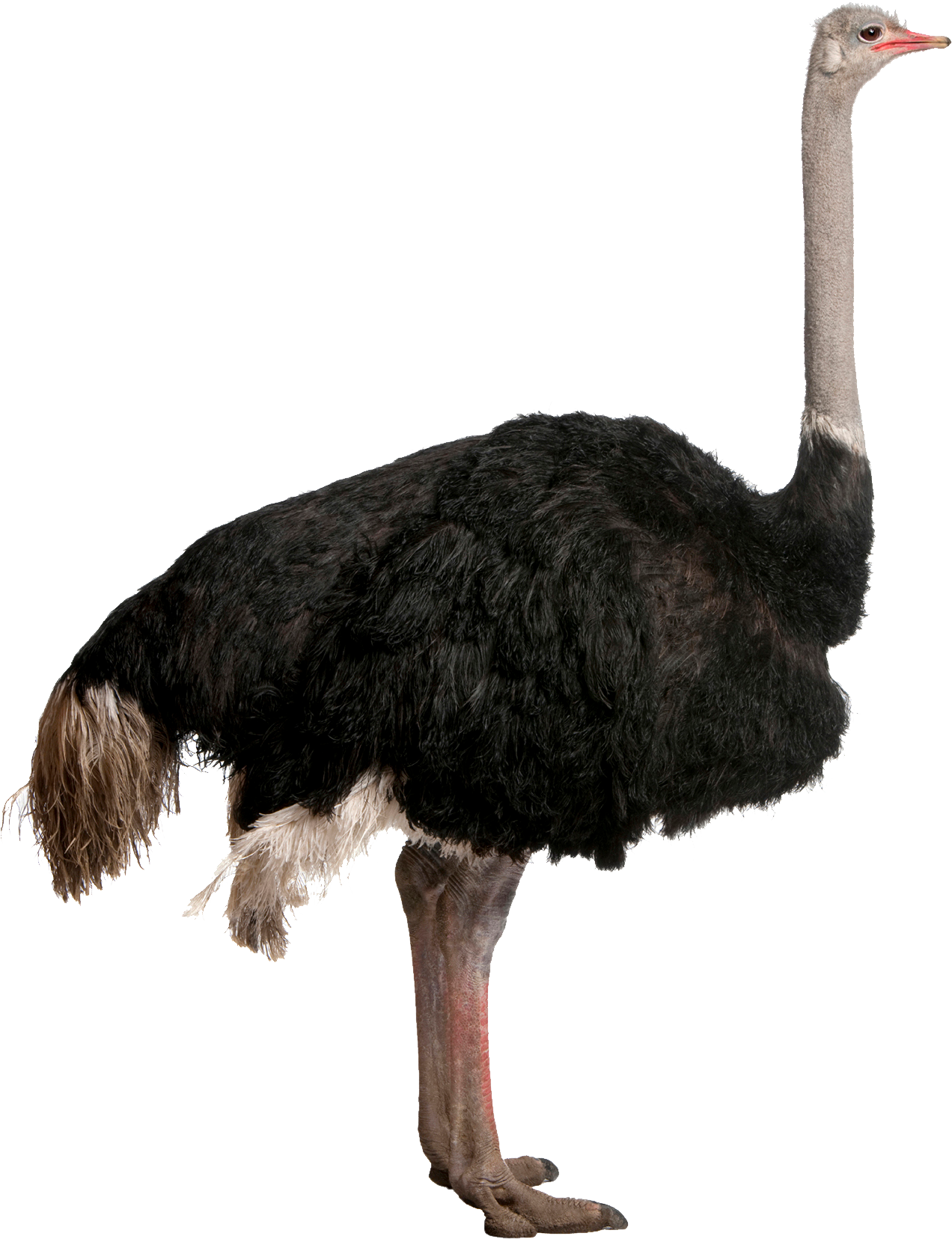 A Black Ostrich With Long Neck
