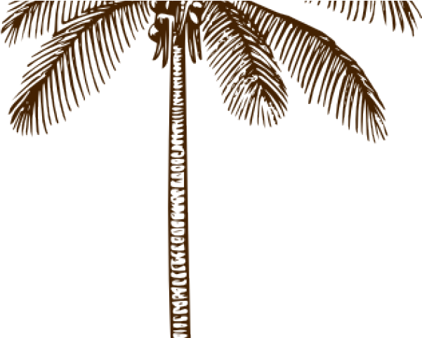 A Palm Tree With Leaves