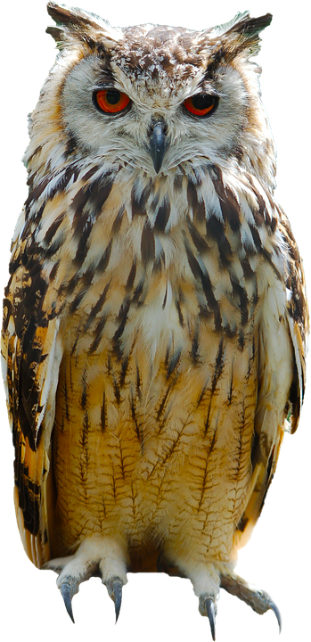 A Close Up Of An Owl