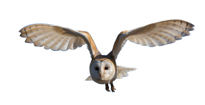 A White And Brown Owl Flying