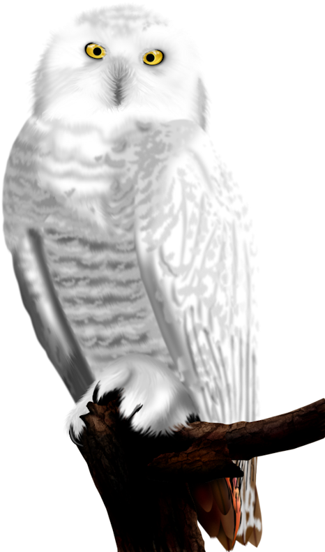 A White Owl On A Branch