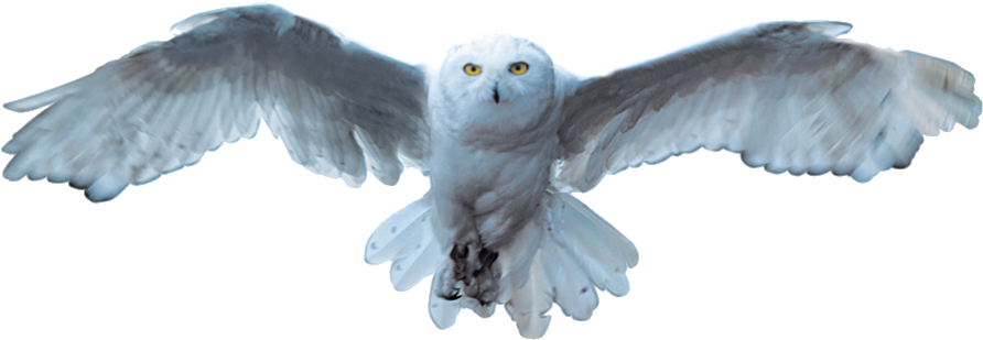 A White Owl Flying In The Sky