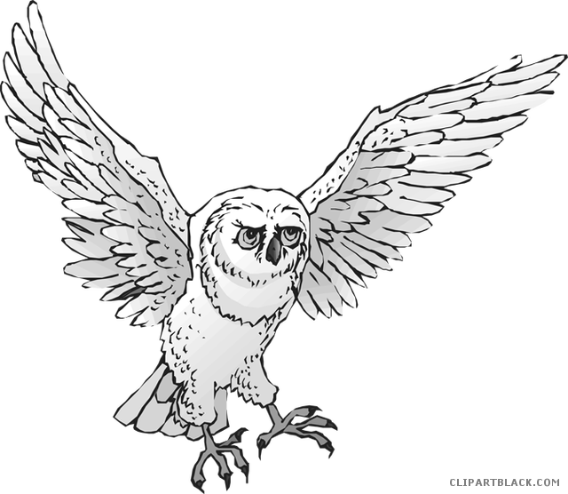 Owls Png 640 X 556