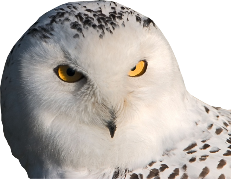 A White Owl With Yellow Eyes