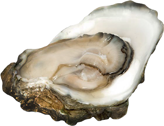 A Oyster Shell With A Black Background