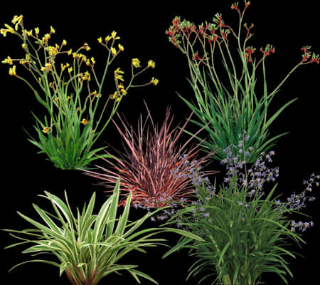 A Group Of Plants With Different Colors