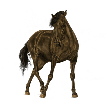 A Horse With A Black Background