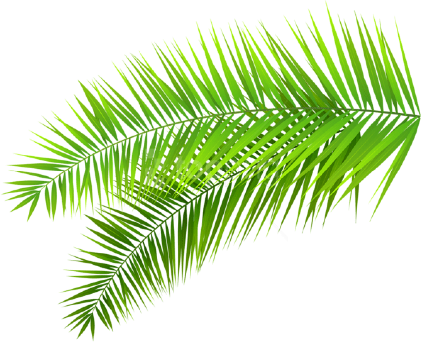 A Green Palm Leaves On A Black Background