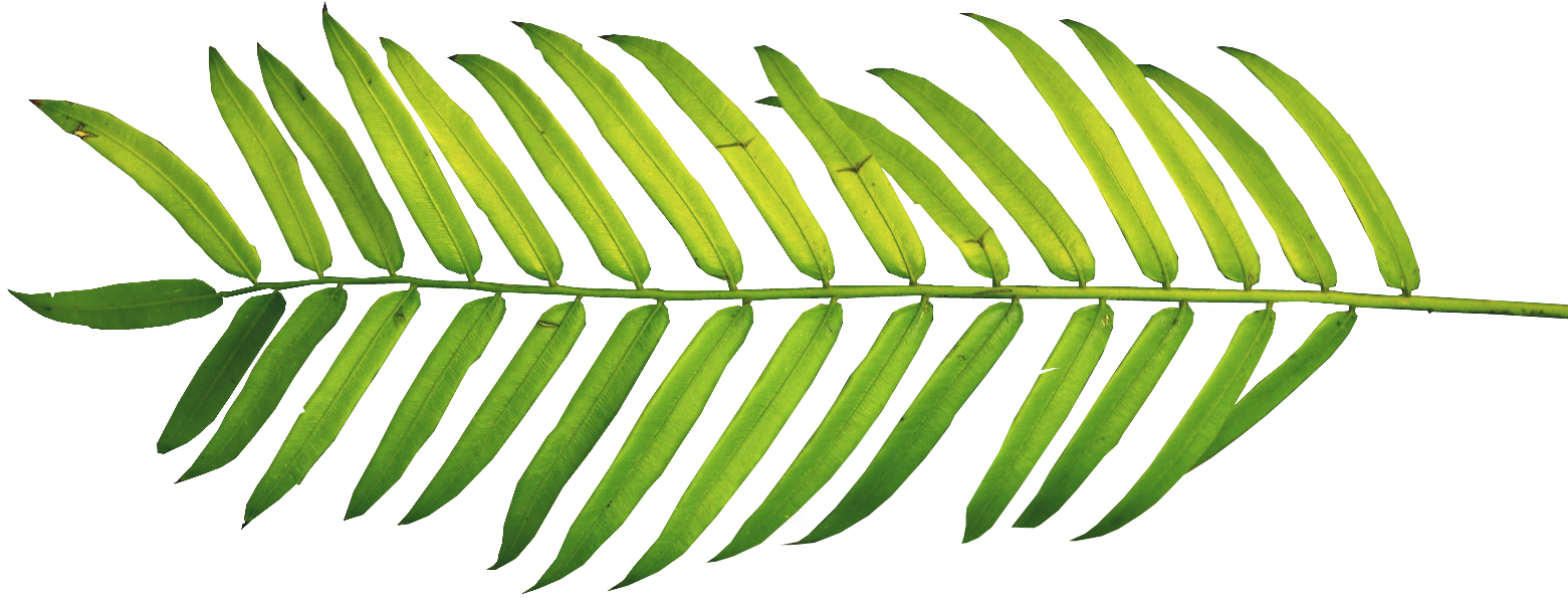 A Close Up Of A Leaf