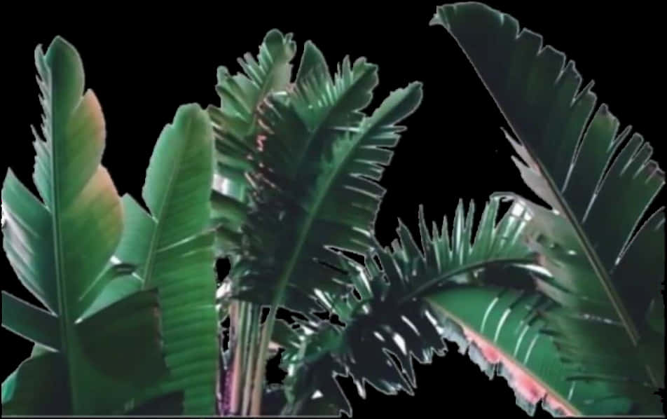 A Close-up Of A Plant