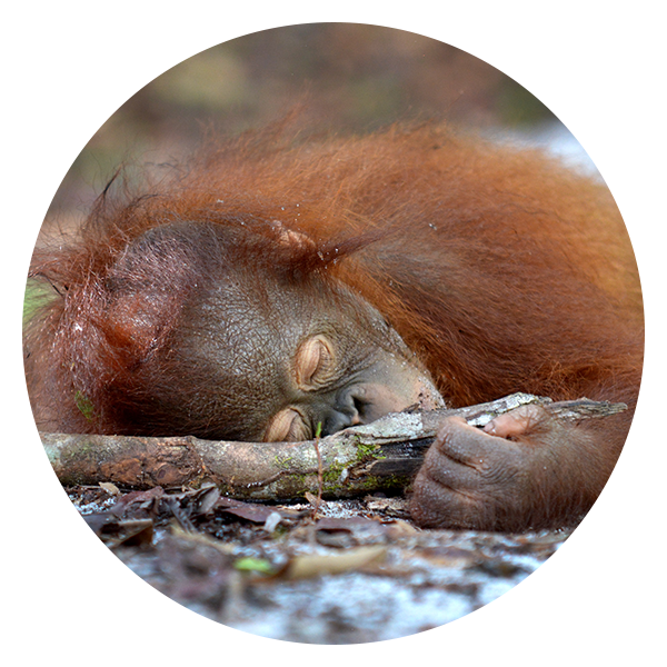 A Orangutan Sleeping On A Stick