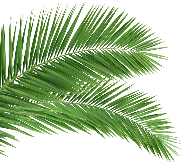 A Close Up Of A Palm Tree