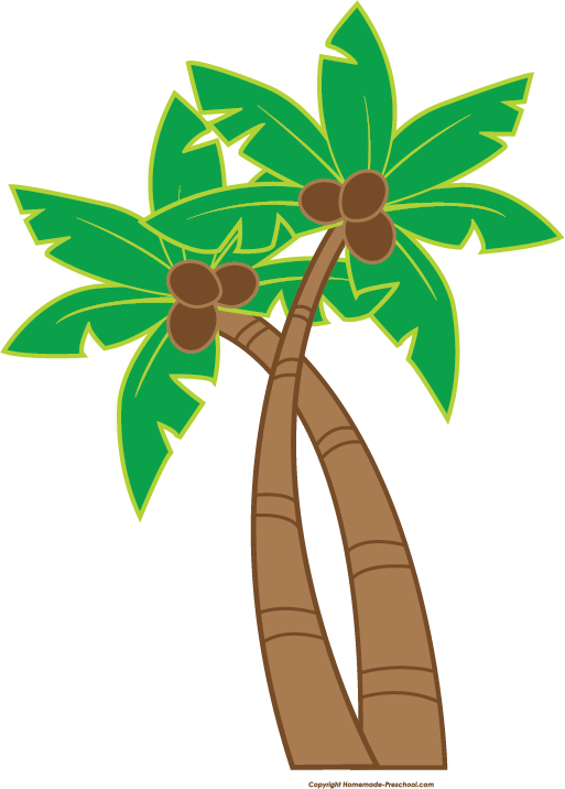 A Palm Trees With Coconuts