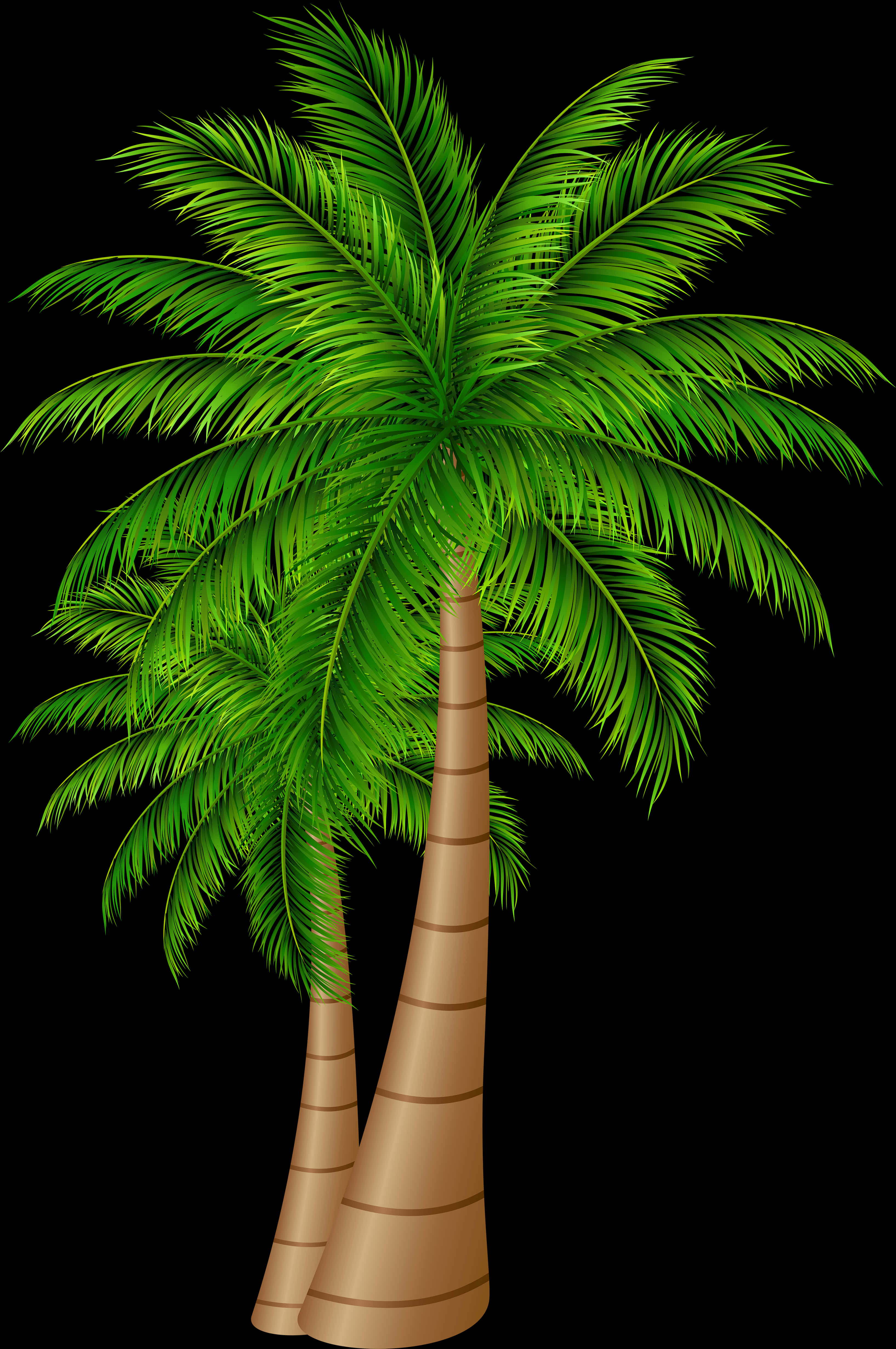 A Palm Trees On A Black Background
