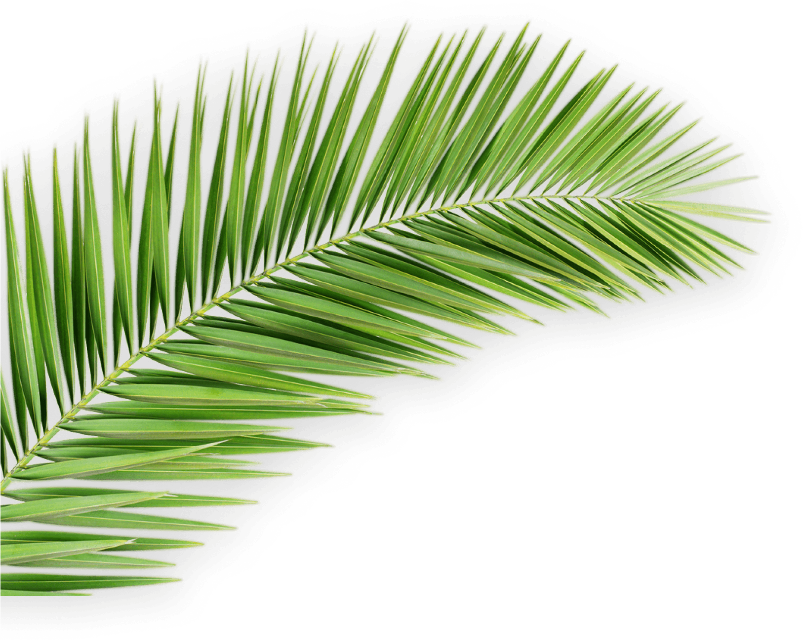 Free Palm Leaf PNG Images with Transparent Backgrounds - FastPNG.com