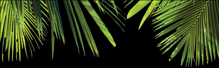Close-up Of A Palm Leaf