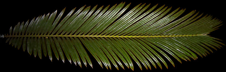 A Close-up Of A Leaf