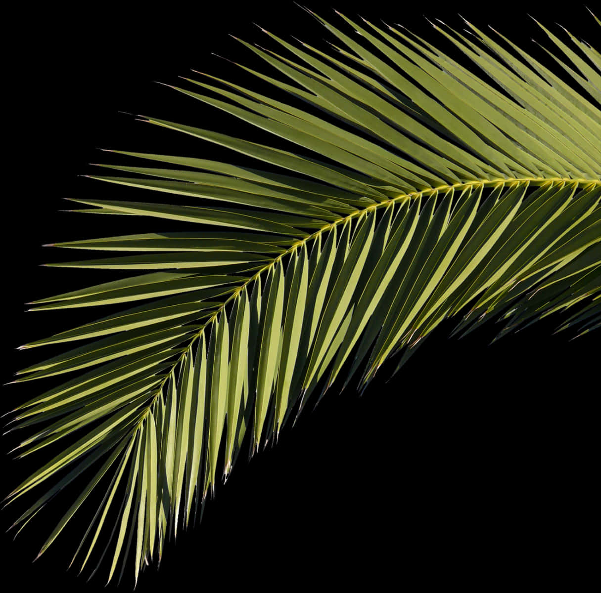 A Close Up Of A Palm Leaf
