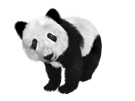 Panda Png 453 X 340