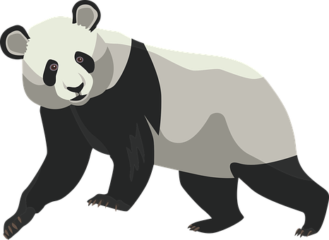 A Panda Bear With Black Background