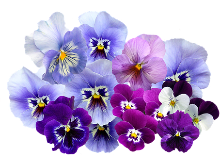 A Group Of Purple And White Flowers