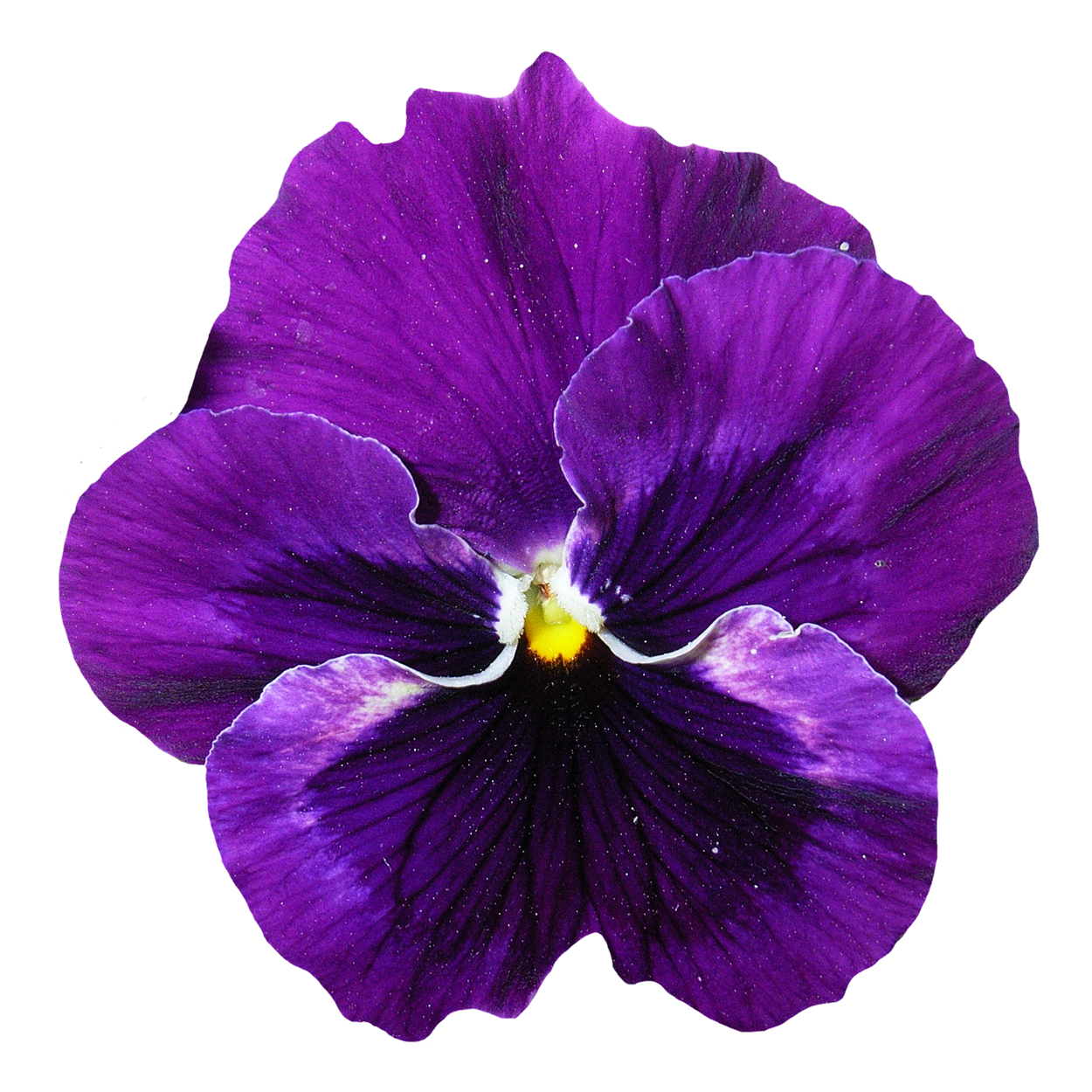 Pansy Png 1250 X 1250