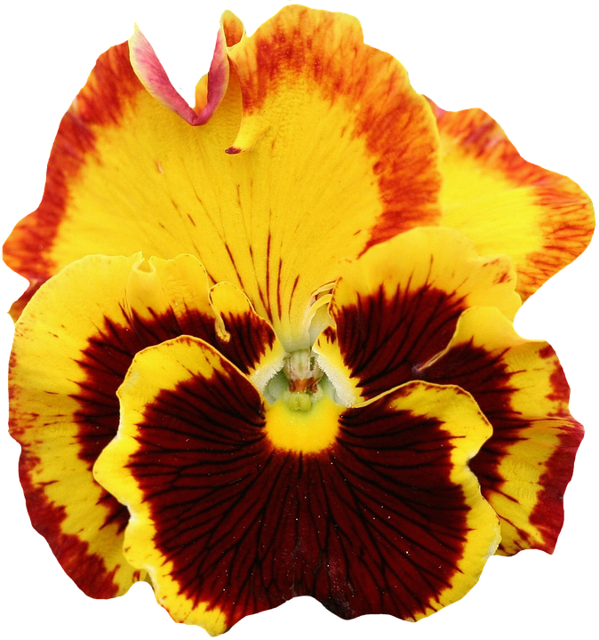 Pansy Png 674 X 720