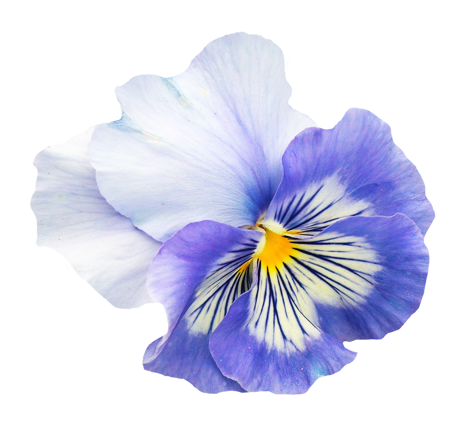 Pansy Png 1500 X 1382