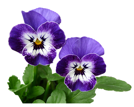Purple And White Pansy Flowers