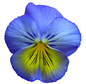 A Blue And Yellow Flower