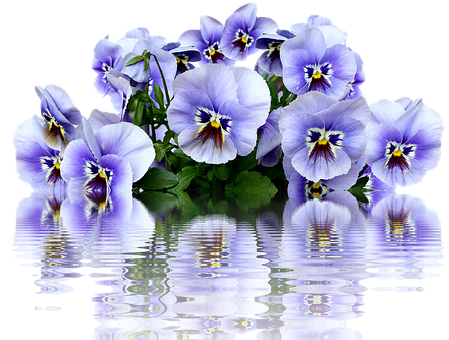 A Group Of Purple Flowers With Green Leaves And A Black Background