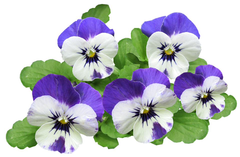 Pansy Png 960 X 628