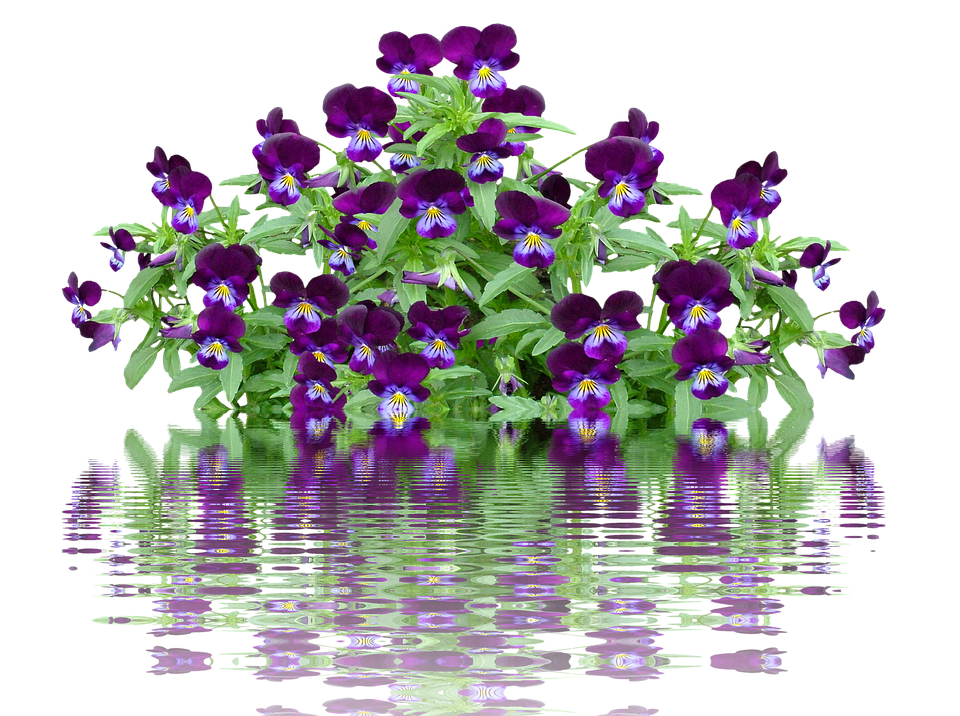 Pansy Png 960 X 716