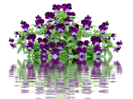 A Purple Flowers On A Plant
