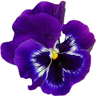 A Purple Flower With White Center
