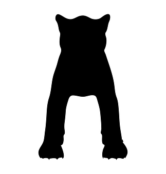 A Silhouette Of A Cat