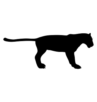 A Silhouette Of A Tiger